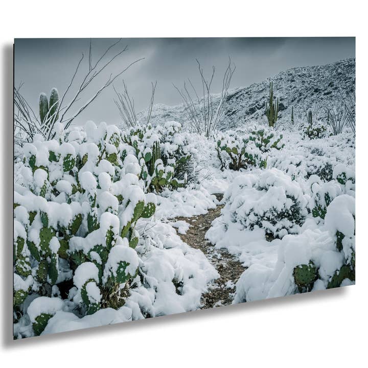 Snowy Cactus Wall Art - Saguaro National Park Winter Cactus Print | Desert Decor for wholesale by Images By Cheri