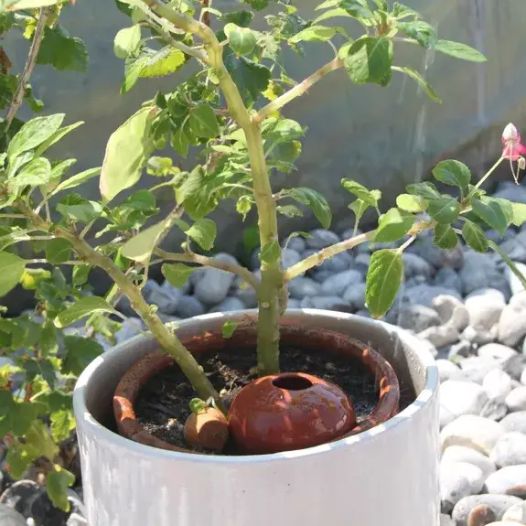 Poterie lutton - Vente Arrosoirs - Ollas Galet 15 cl – Arrosage autonome et stylé10