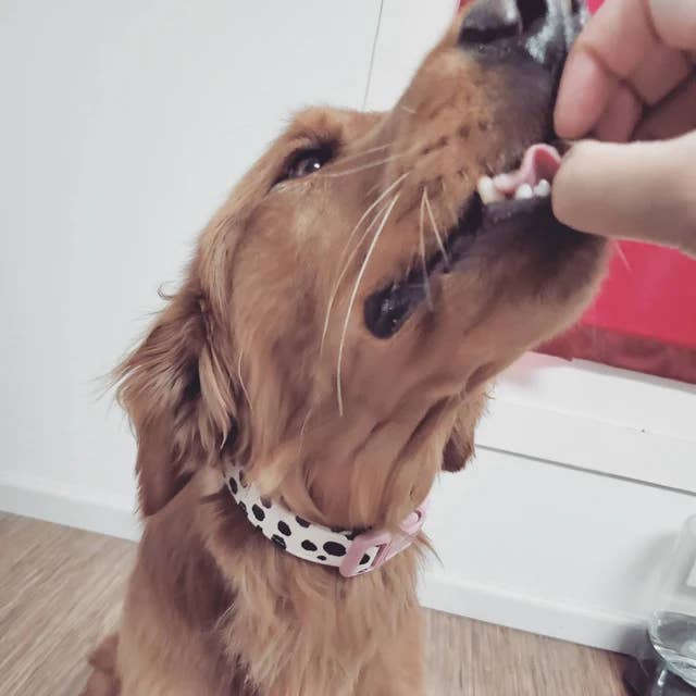 Very Vintage Designs - Wholesale Pet collar – Cat/dog - Moo - Cow Organic Cotton Pet (Dog & Cat) Collar5