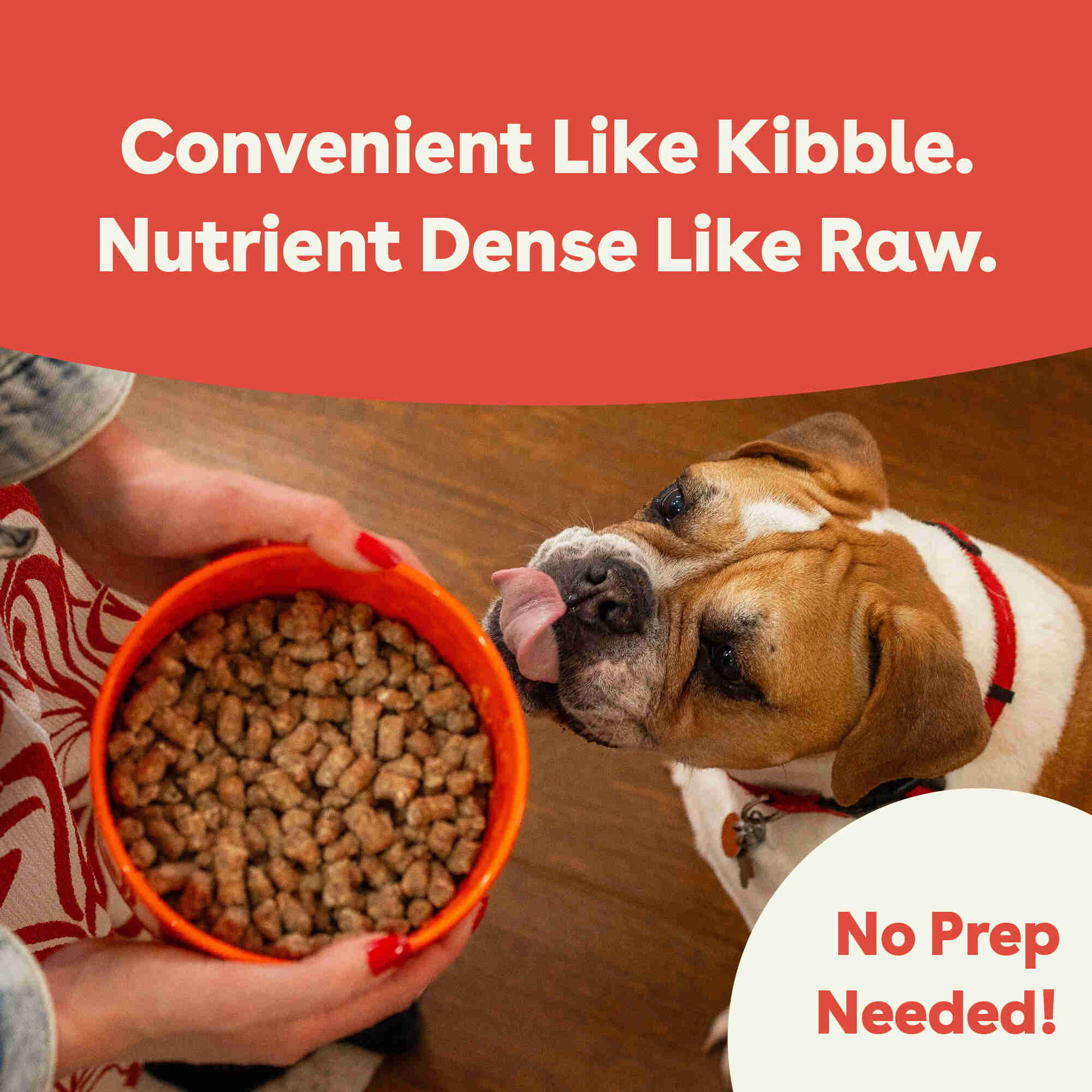 Pupford - Vente Nourriture – chien - Nourriture pour chiens crue lyophilisée - Recette au bœuf6