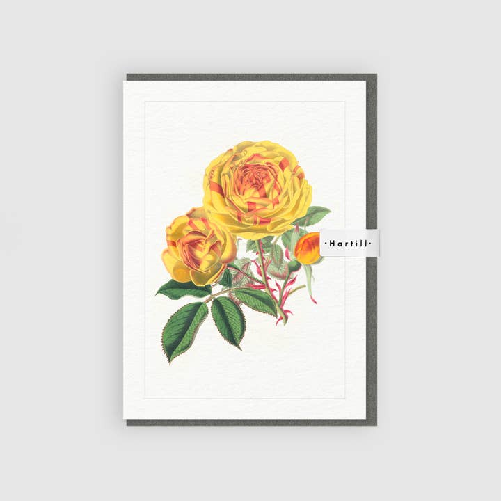 Art Greeting Card Rose Capucine 'Glazenwood Beauty' Flower for wholesale by Hartill