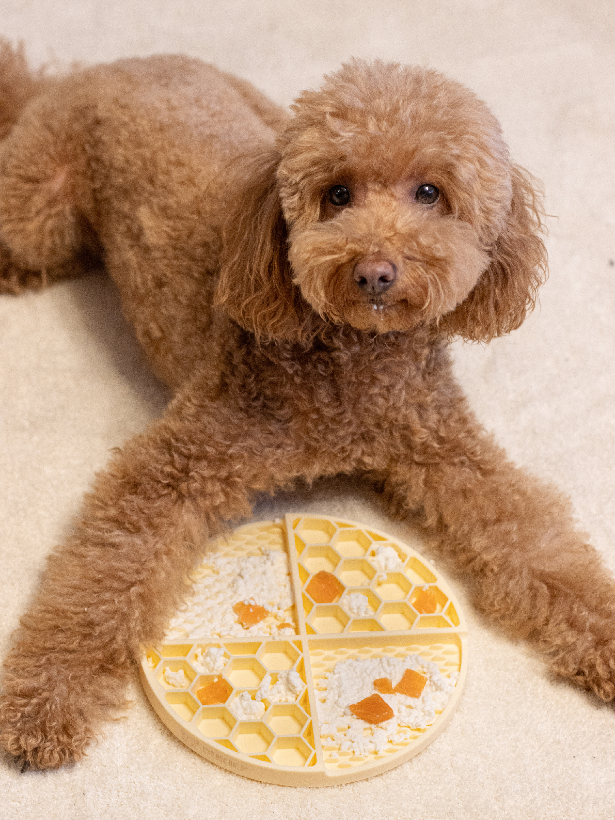 Dukier - Wholesale Pet Food Mat - Dog - YELLOW DOG LICK MAT3