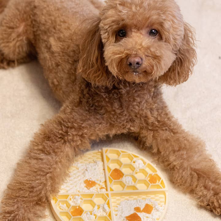 Dukier - Vendita all'ingrosso Tappetino sottociotola per animali - Cane - TAPPETINO LICK PER CANI GIALLO3