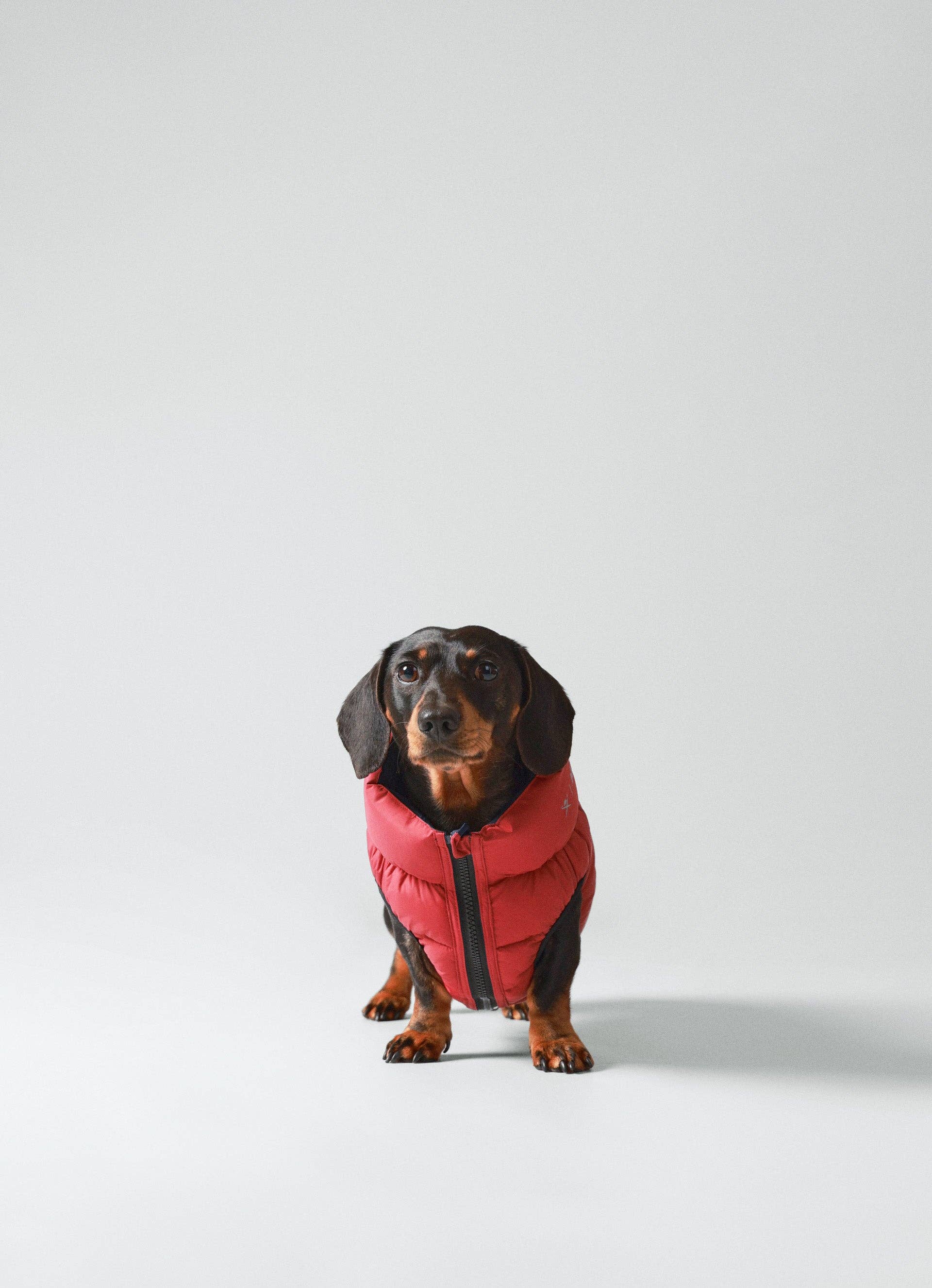 Hugo & Hudson – wholesale Pet jacket – Dog – Hackett x Hugo Hudson Dog Puffer Jacket - Navy & Berry7