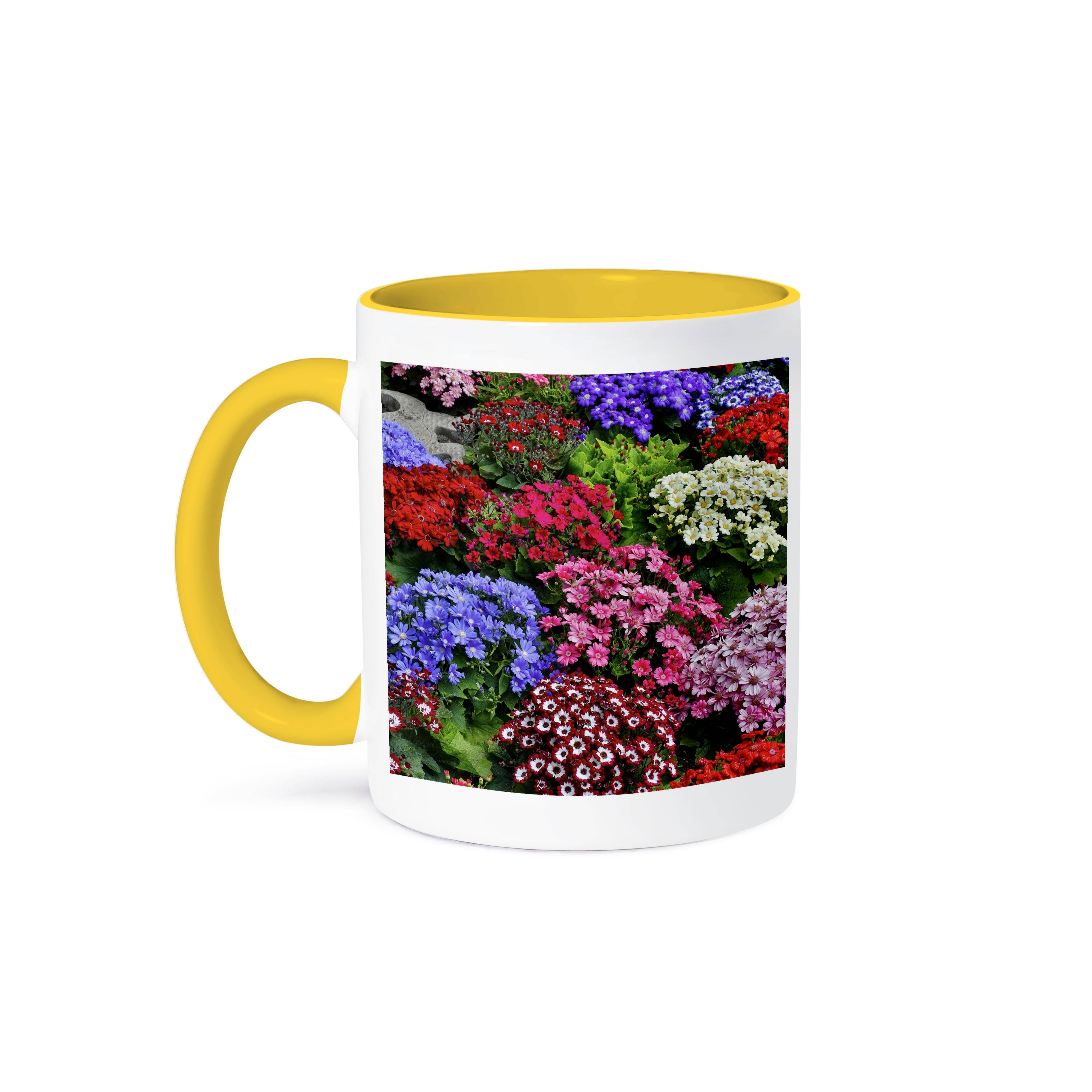 3dRose - Wholesale Coffee Mug - 3dRose, Springtime gardens, Victoria, BC, Canada. Cinerarias in bloom, Mug0
