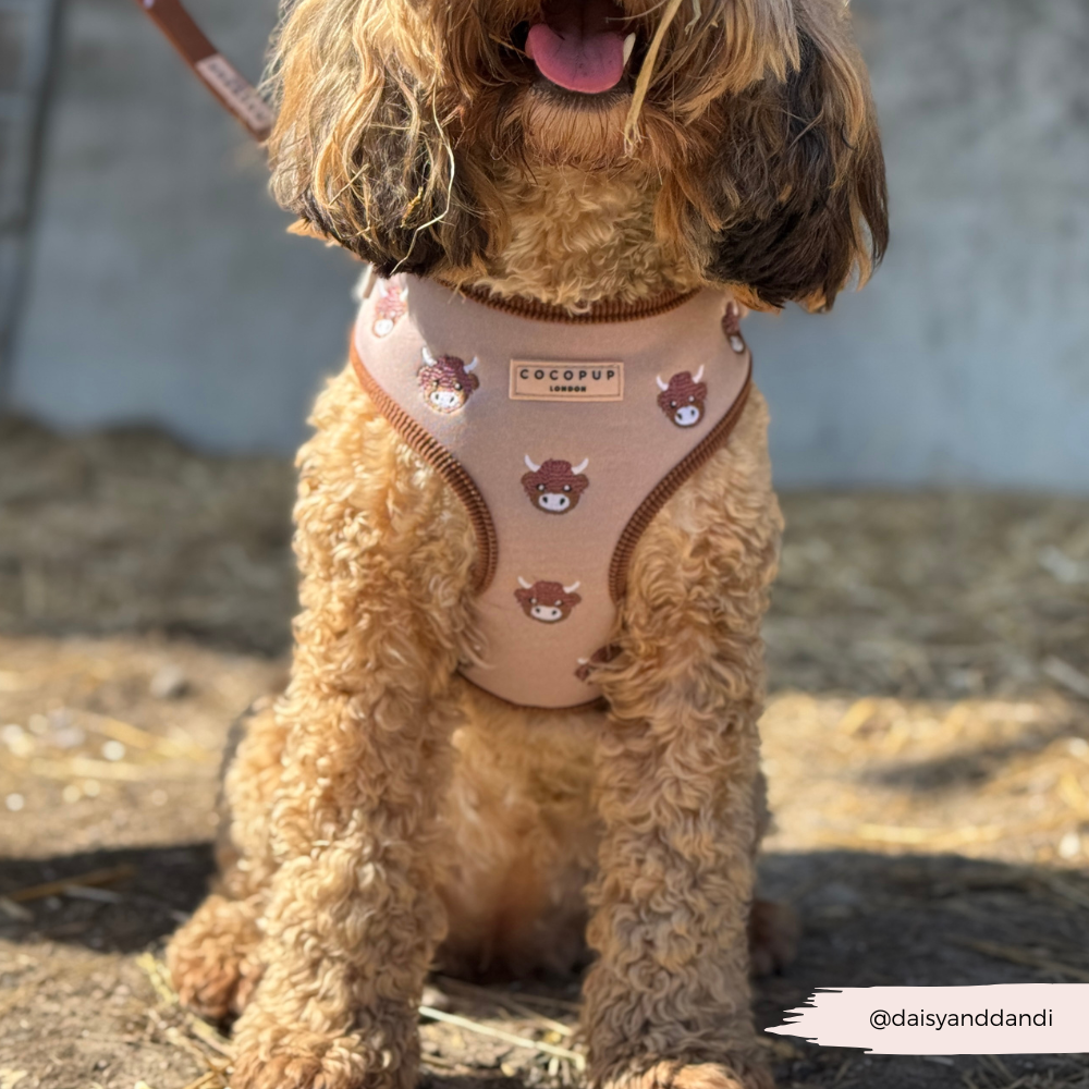 Cocopup London - Wholesale Pet Harness - Dog - Harold the Highland Cow Adjustable Neck HARNESS29