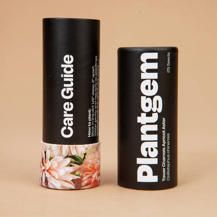 Plantgem - Wholesale Plant Seeds - Tower Chamois Apricot Aster - 100 Seeds3