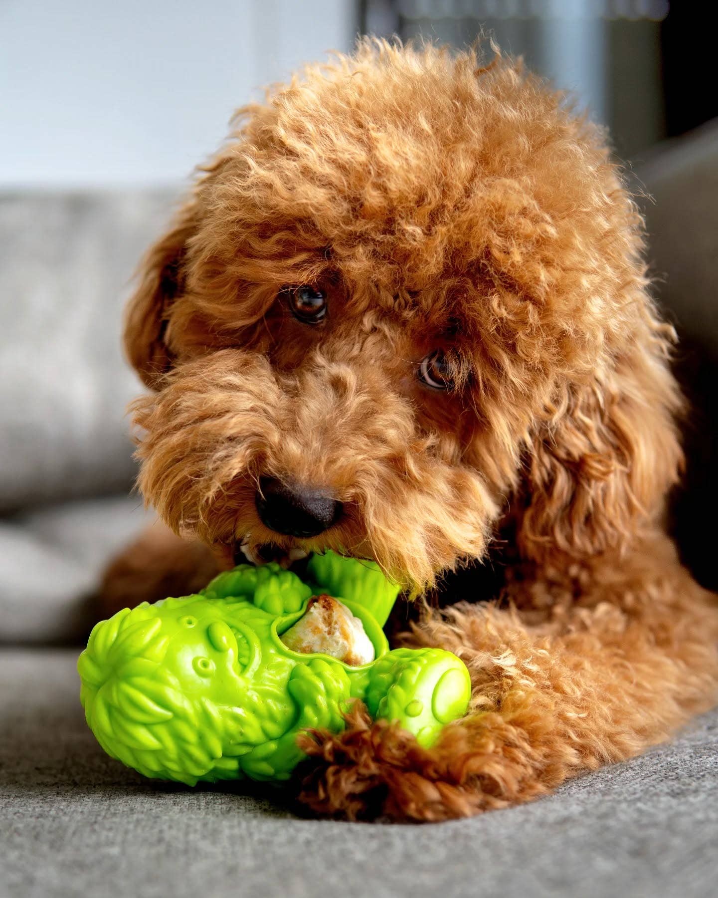 Yeti Dog Chew - Wholesale Pet Chew Toy - Dog - Puff & Play Starter Kit Mixed4