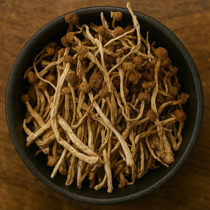 Populierenpaddestoel Heel (Agrocybe Aegerita) voor wholesale door LA Herb