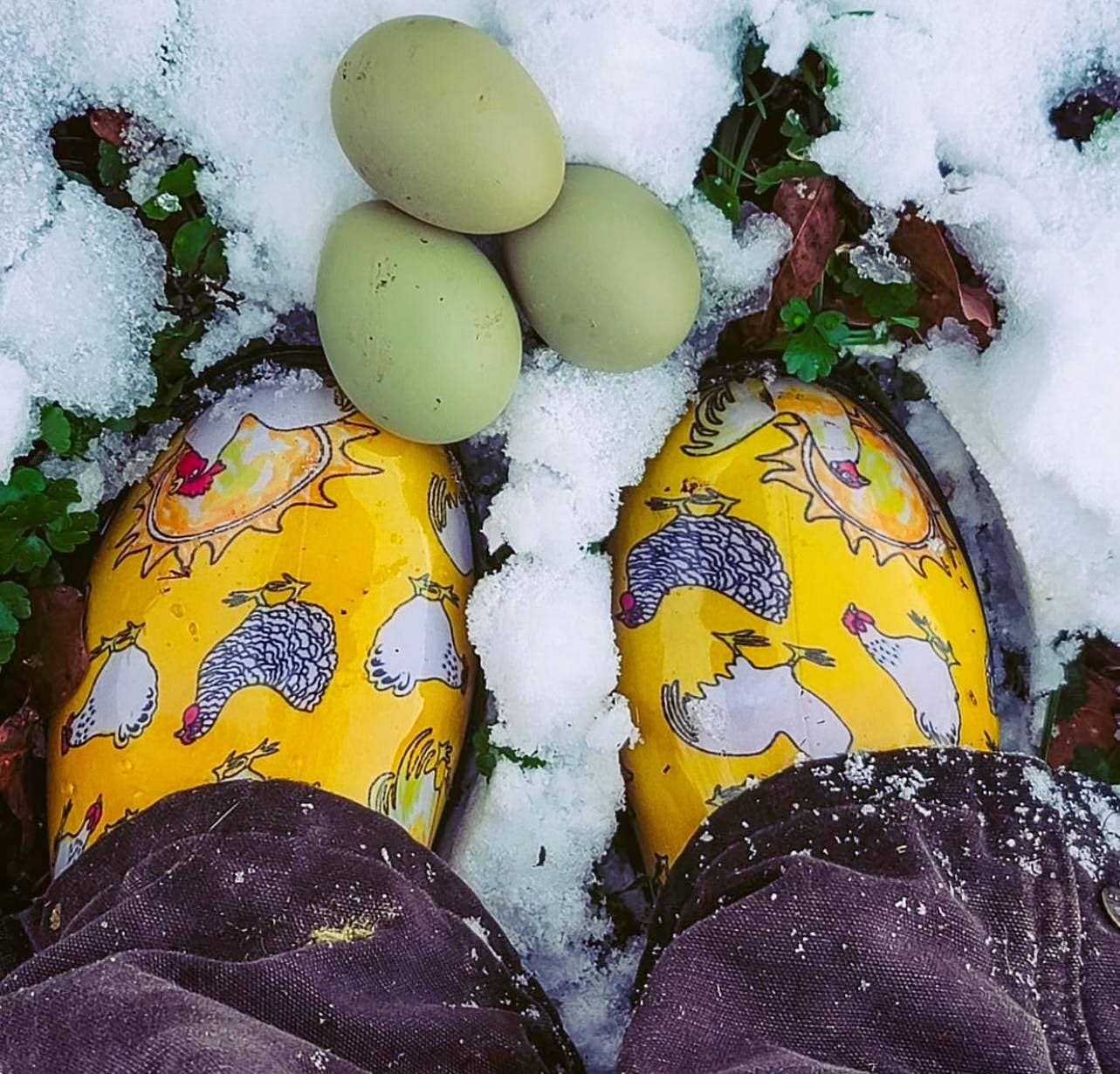 Sloggers - Vente Bottes de pluie – femme - Chaussure de jardin pour femmes, imprimé poulet, jaune2