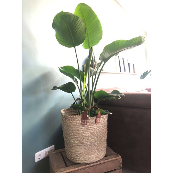 Plant/flower pot cover basket - Basket Bac Chest - 4 SIZES to choose from - leather wicker rattan straw for wholesale by Boutique Huléti