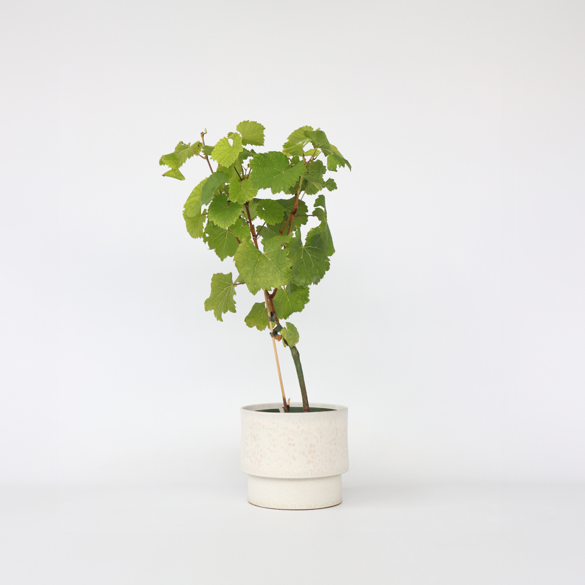 Oasis of Life - Wholesale Live Plant - Grape Vine – Vitis Vinifera 'Vanessa' – Height 60–75cm – Ø21cm – Red Table Grape with Sweet Fruits – Self-Pollinating Grape Vine – Hardy & Robust Fruit Plant for Garden & Terrace1