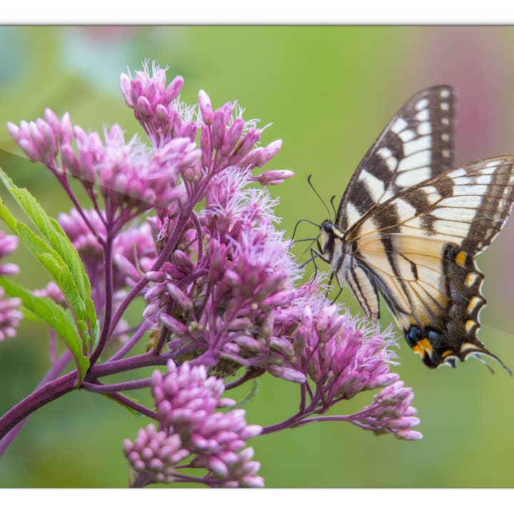 Spring Swallowtail Glass Panel by Chris Whiton for wholesale by American Brand Studio
