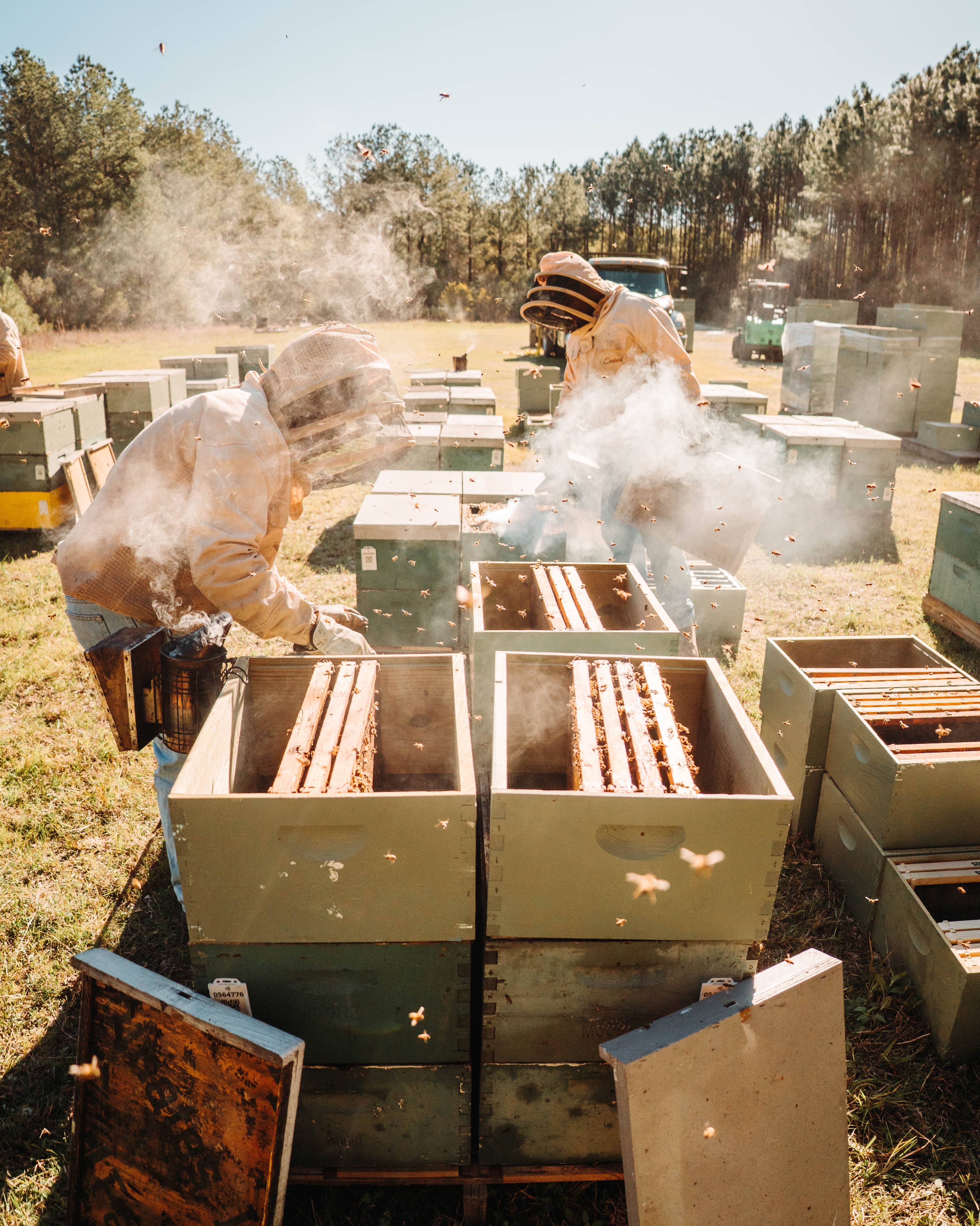 Moore Honey - Wholesale Honey - Texas Wildflower Honey Gallon Jug2