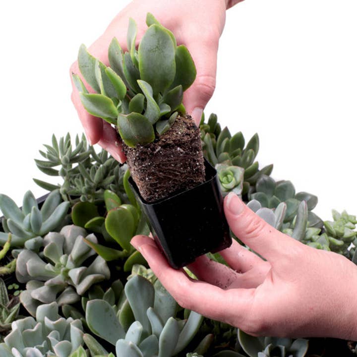 Mountain Crest Gardens - Wholesale Succulent - Crassula & Jade 12-Pack (6 Varieties, 2in Pots)