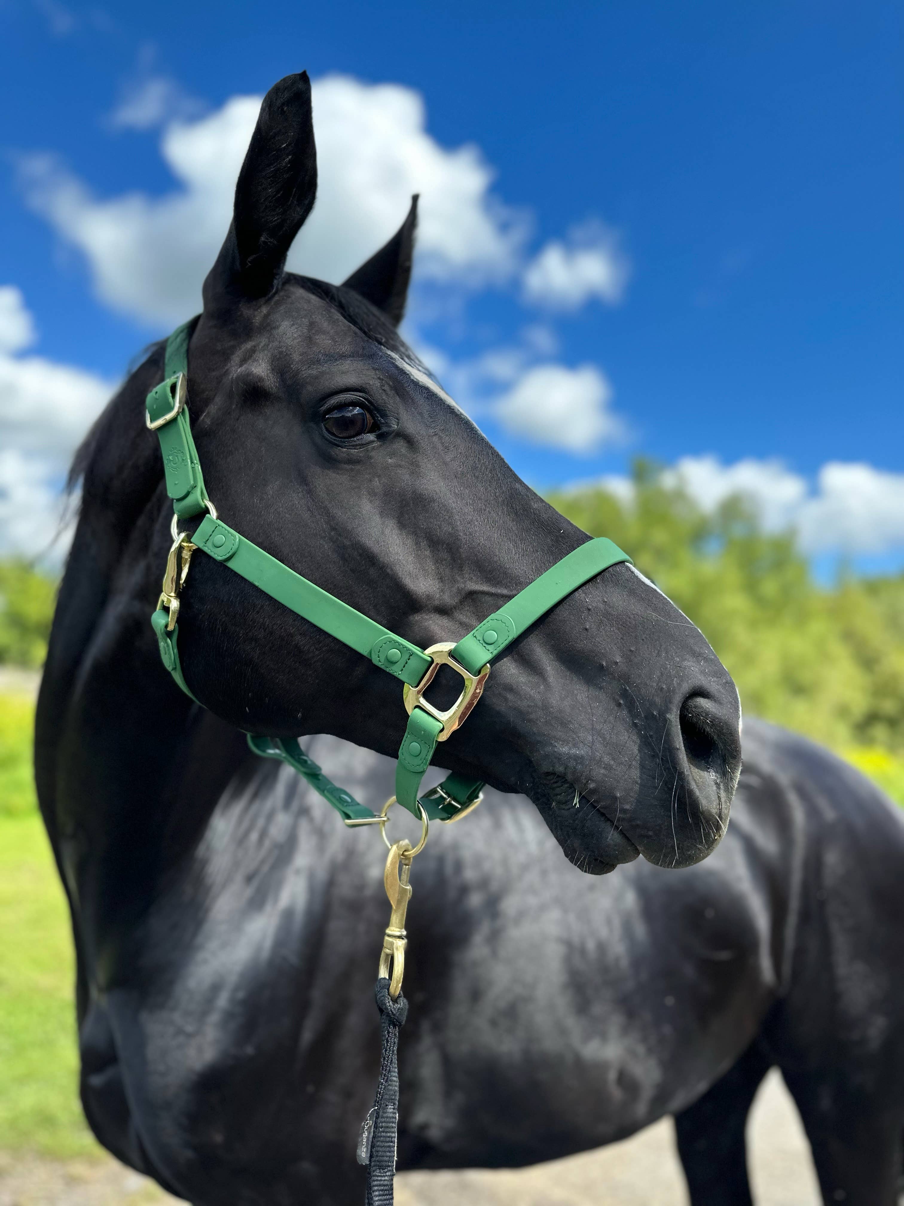 iDoggos – Engroshandel Rideudstyr – VANDTÆT Green Horse grime * NU TILGÆNGELIG*3