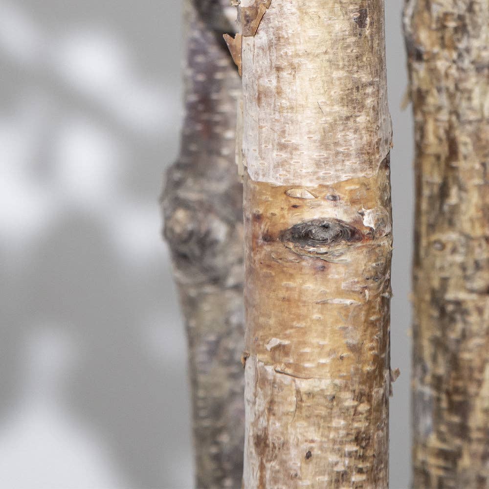 Maia Shop: No Duties for the US - Vente Plantes artificielles - Arbre d'eucalyptus artificiel de 1,80 m3