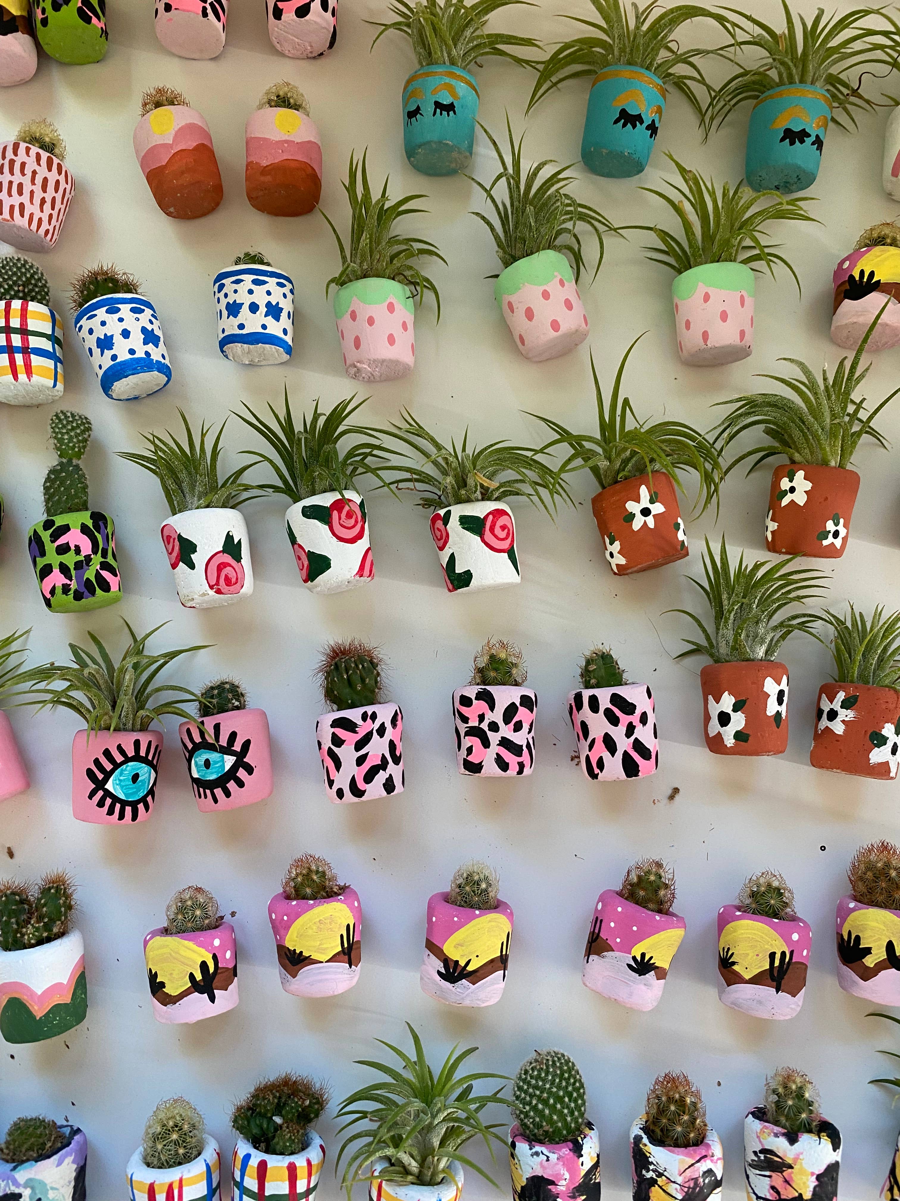 O'Berry's Succulents - Wholesale Live Plant - Eye See You1