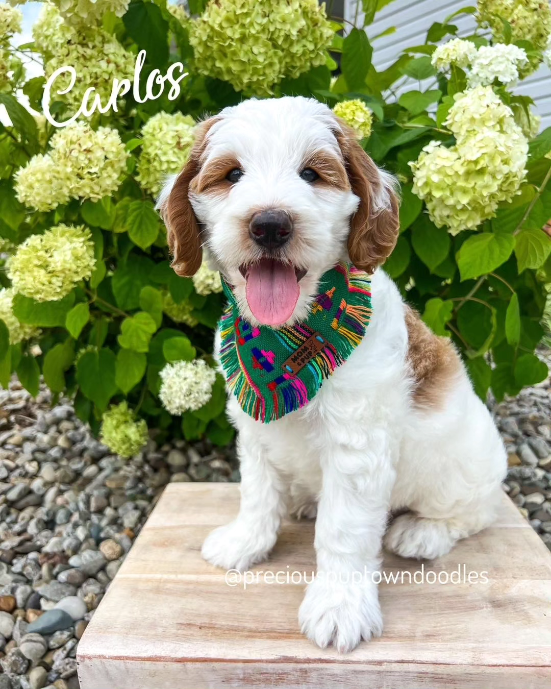 Mom And Pup Co. – Bandana - Cão por atacado – Bandana para Cachorro Estilo Azteca - Bandana Boho e Fofa para Filhotes1