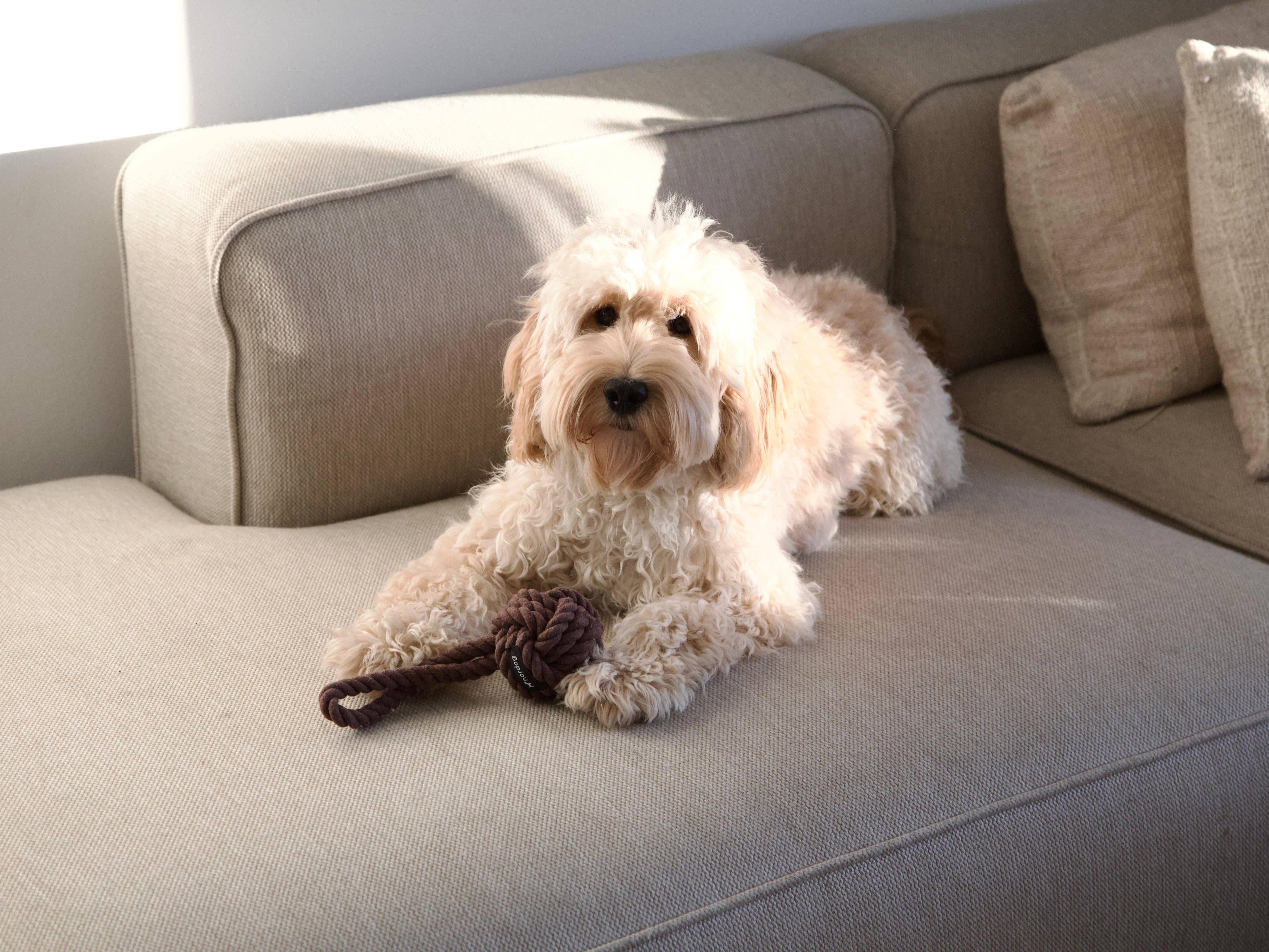 Nordog - Wholesale Pet Rope Toy - Dog - Original Rope Toy Choco4