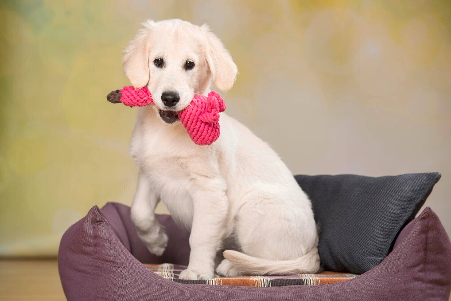 LABONI - Volentis GmbH - Wholesale Pet Chew Toy - Dog - FRANZI FLAMINGO – The Pink Play Star7