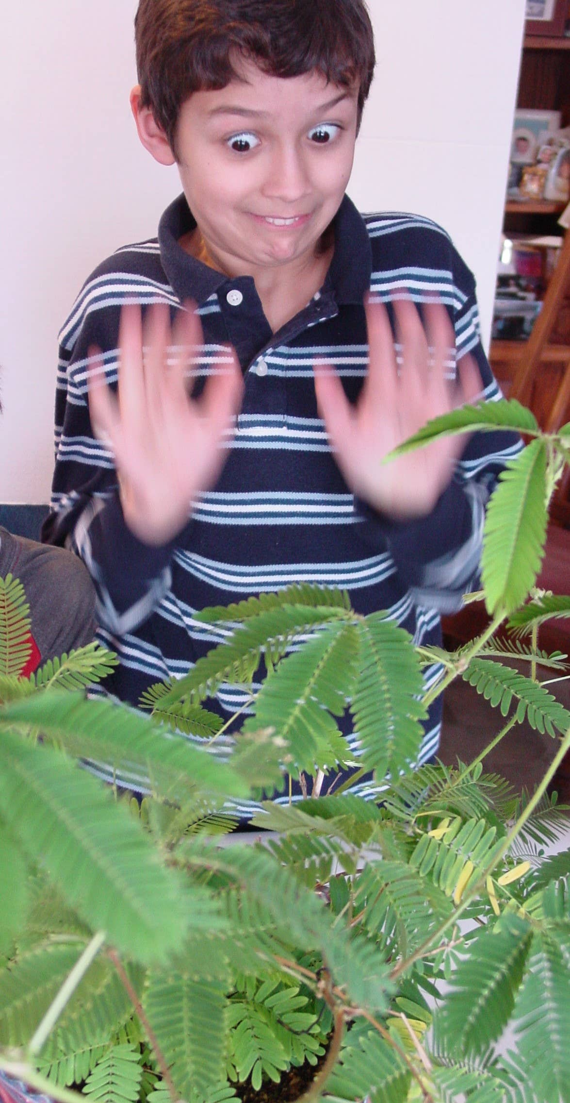 TickleMe Plant Company, Inc. - Wholesale Plant Seeds - Zombie Plant Seed packets - 
Page down to see the video!4