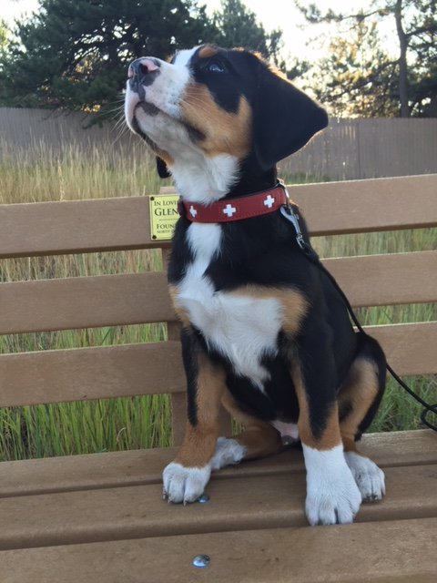 Alpen Schatz - Wholesale Pet Collar - Dog - Swiss Cross Collars7