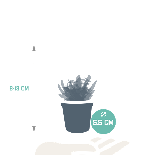 Oasis of Life – wholesale Succulent – Succulent Mix – 5 Plants – Ø5.5cm – Colorful Indoor Plant Mix – Easy-care & Decorative Mini Succulents Directly from the Grower1