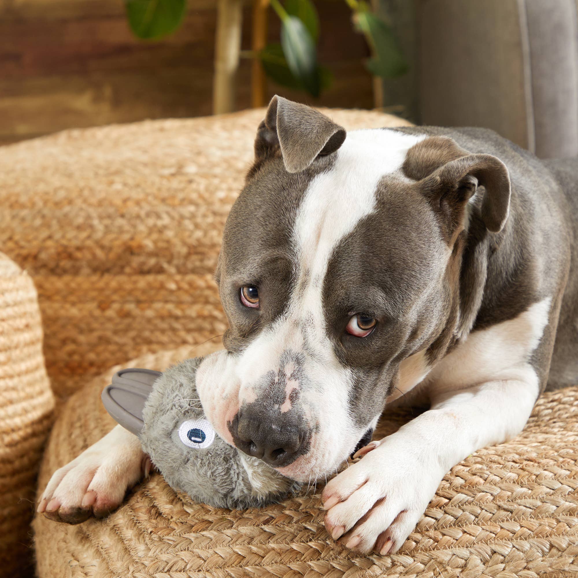 Pet Palette Distribution - Wholesale Pet Chew Toy - Dog - BARK Hare Raiser Rabbit Rubber Super Chewer Dog Toy Grey Med2