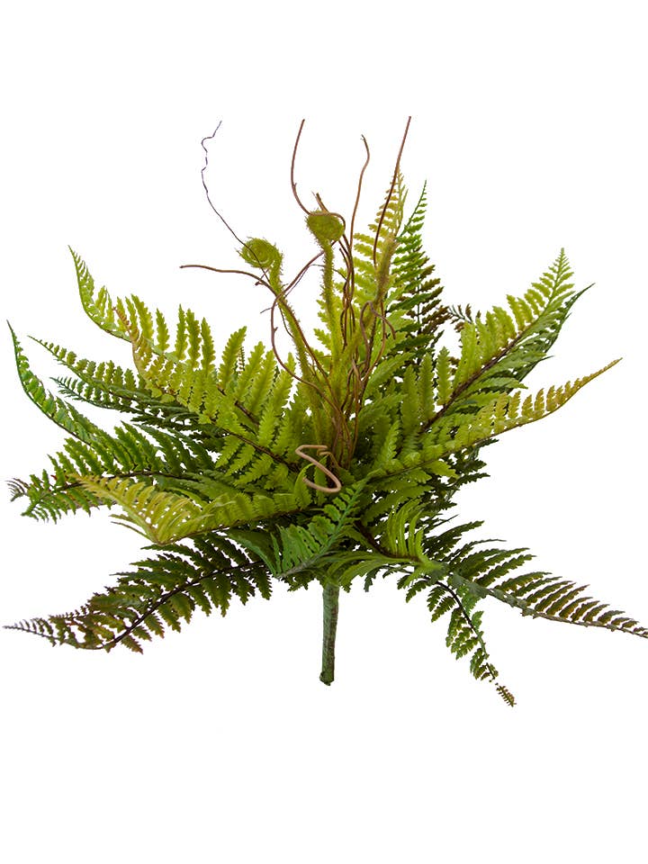 13" TOTARA FERN BUSH for wholesale by American Best