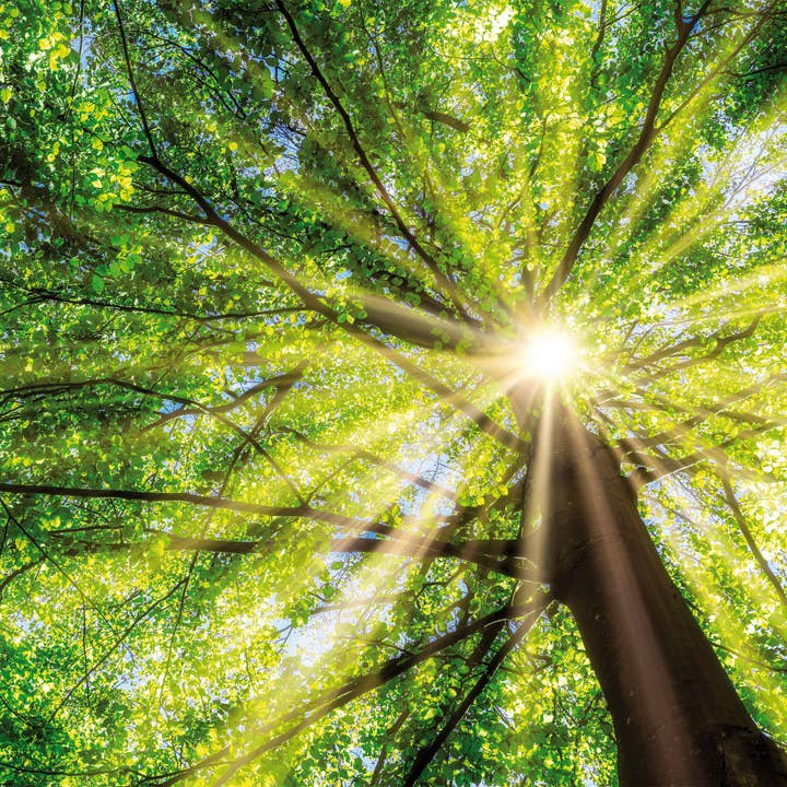 stretcher for wholesale by Bönninghoff