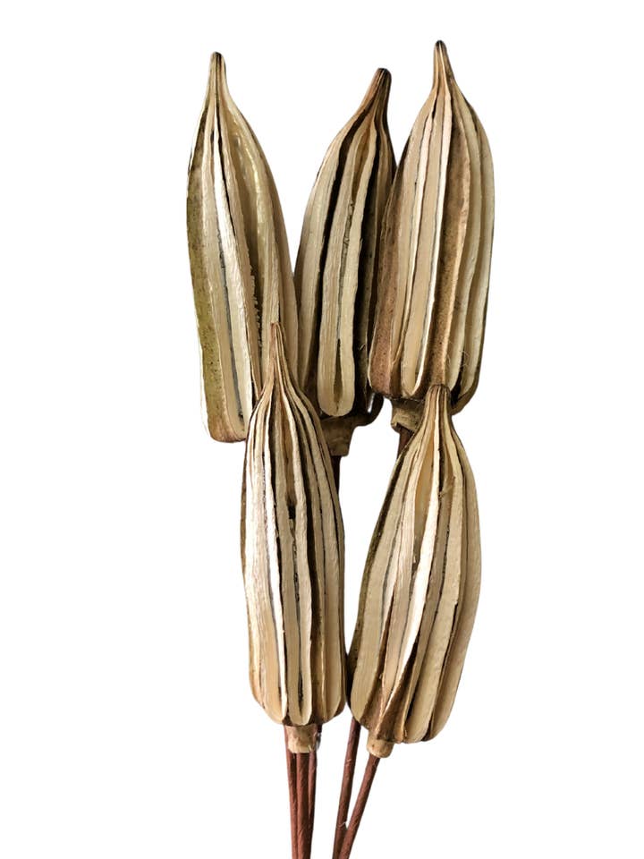 Okra Pods for wholesale by Botanico Ltd.