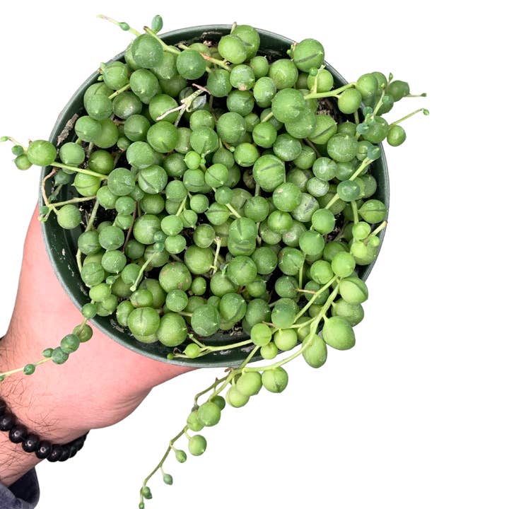 Flow State - Wholesale Live Plant - 4" String of Pearls (Senecio rowleyanus) – Live Houseplant