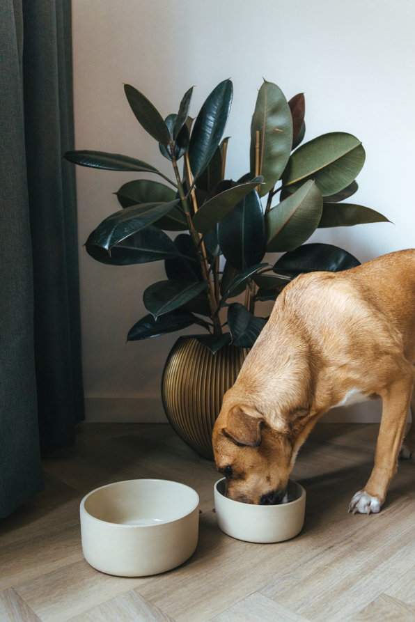 AVA bowls – tigela - Gato e cão por atacado – Tigela de cerâmica para alimentos Fennec5