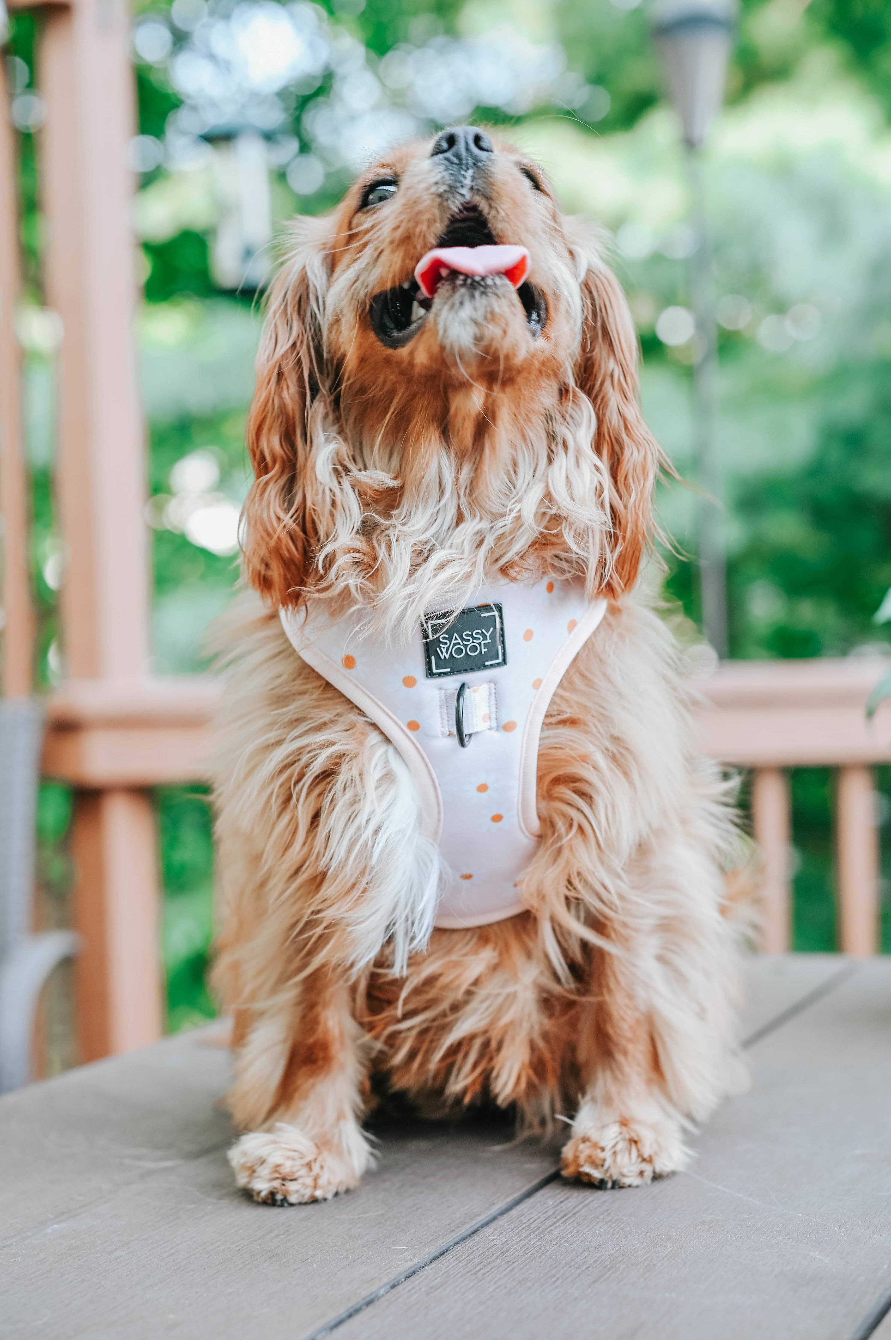 SASSY WOOF - Wholesale Pet Harness - Dog - Dog Adjustable Harness - Dainty Daisy9