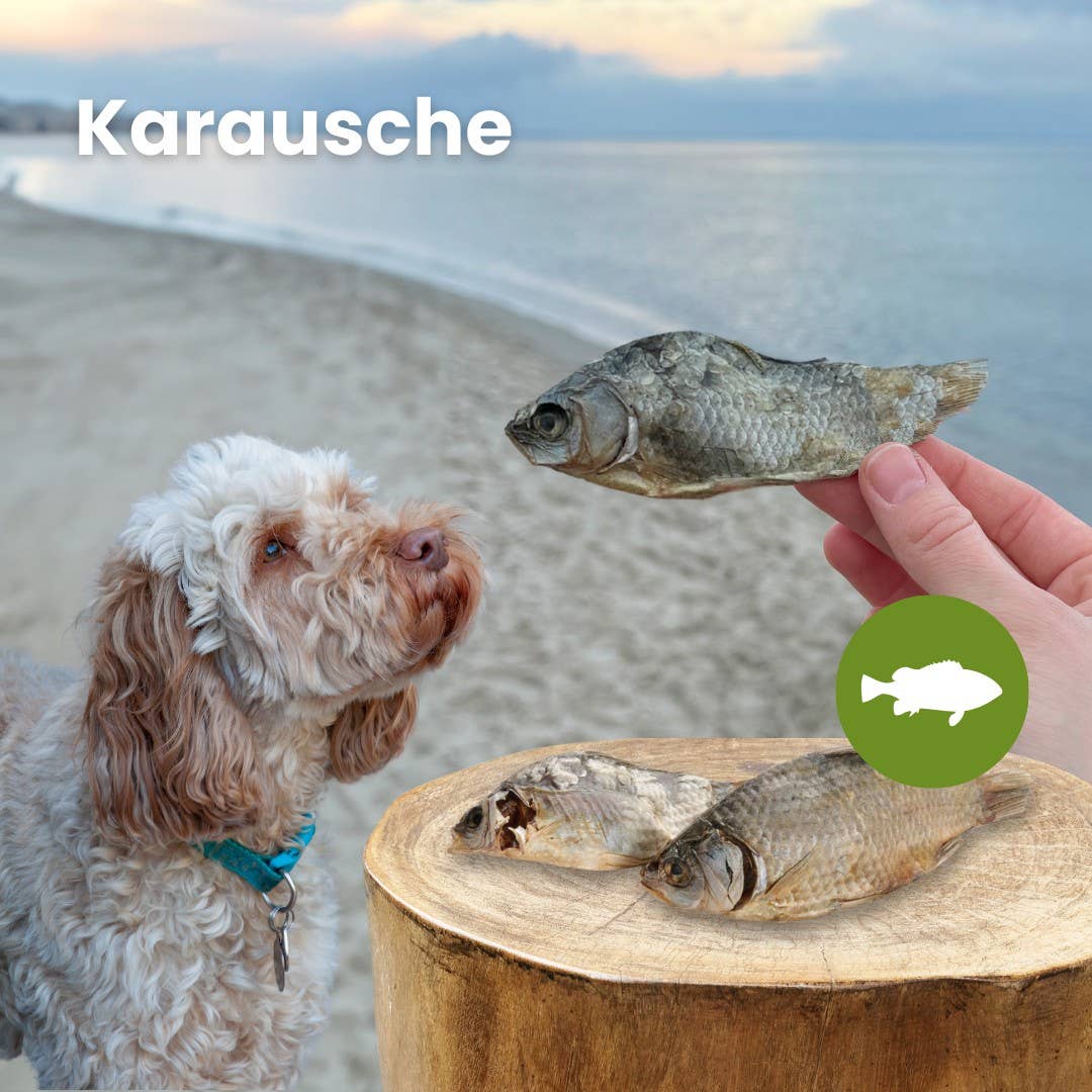 Kauartikel.com GmbH - Wholesale Pet Food - Dog - Crucian carp1