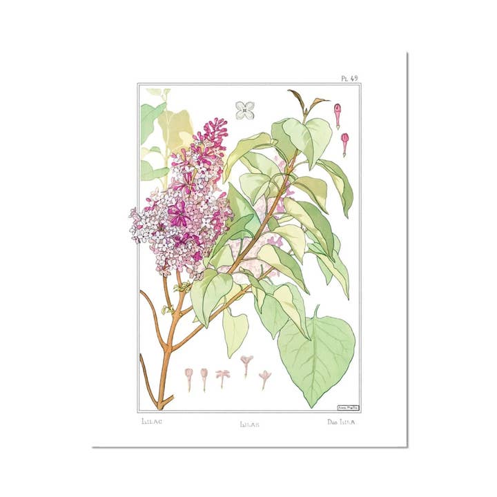 Impressão de belas artes lilás por atacado de Cynefn