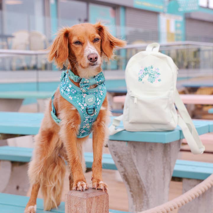 WYLD CUB - Wholesale Pet Harness - Dog - Adjustable Dog Harness: Notting Hill Mint29