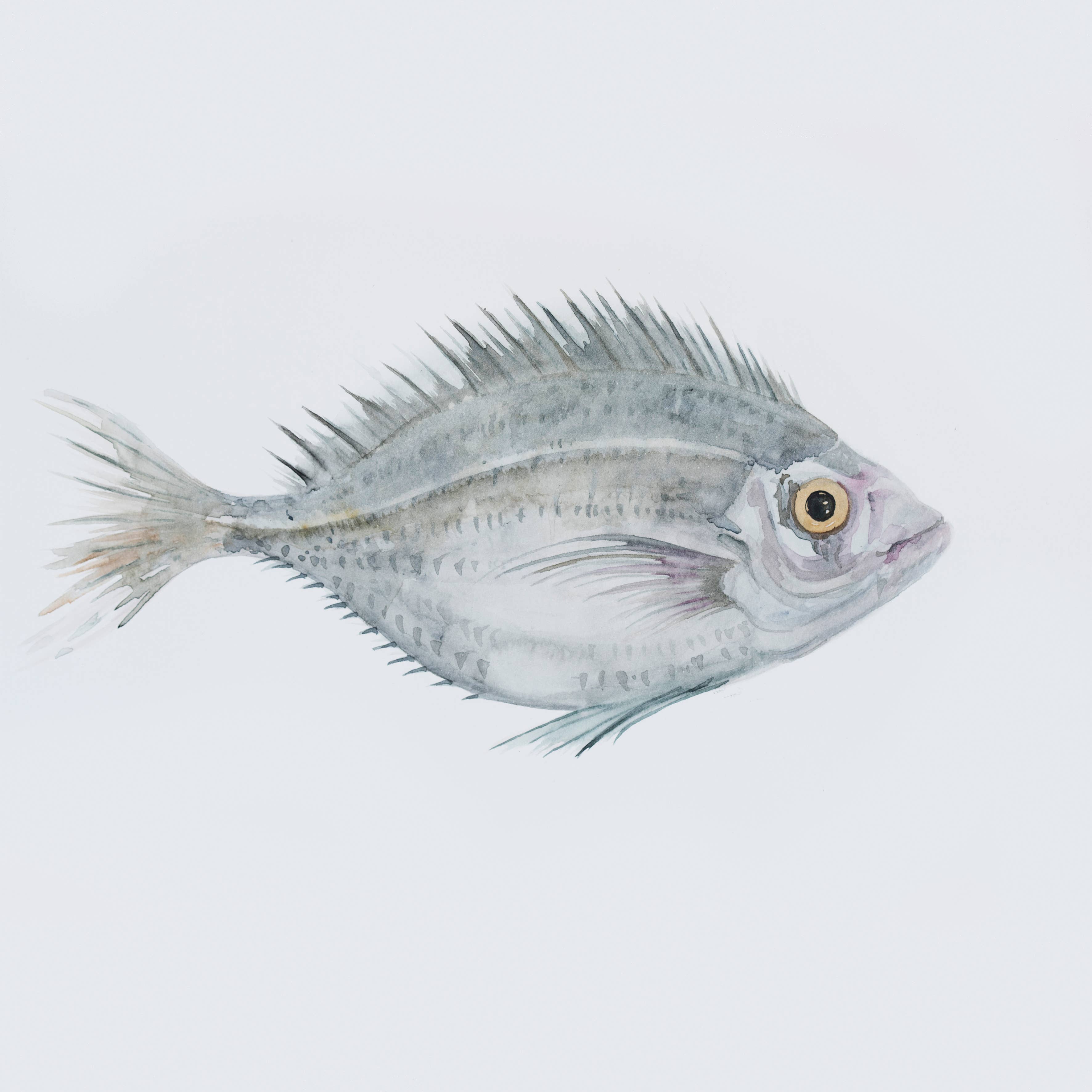 Fiona Chivers - Venta al por mayor Tarjetas de felicitación - Besugo de Cornualles Rock Pool0