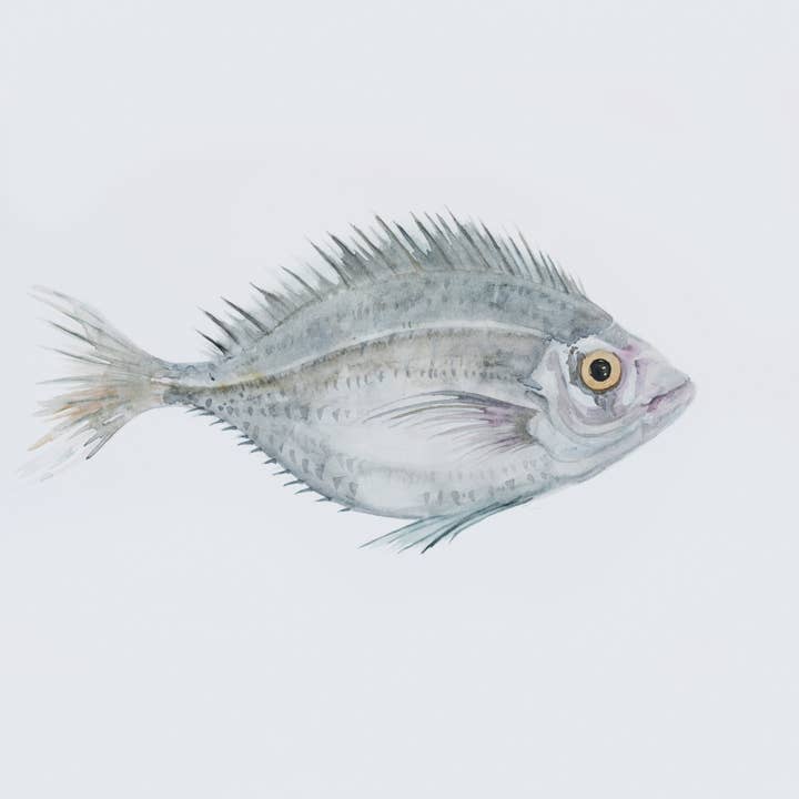 Rock Pool Cornish Bream for wholesale by Fiona Chivers