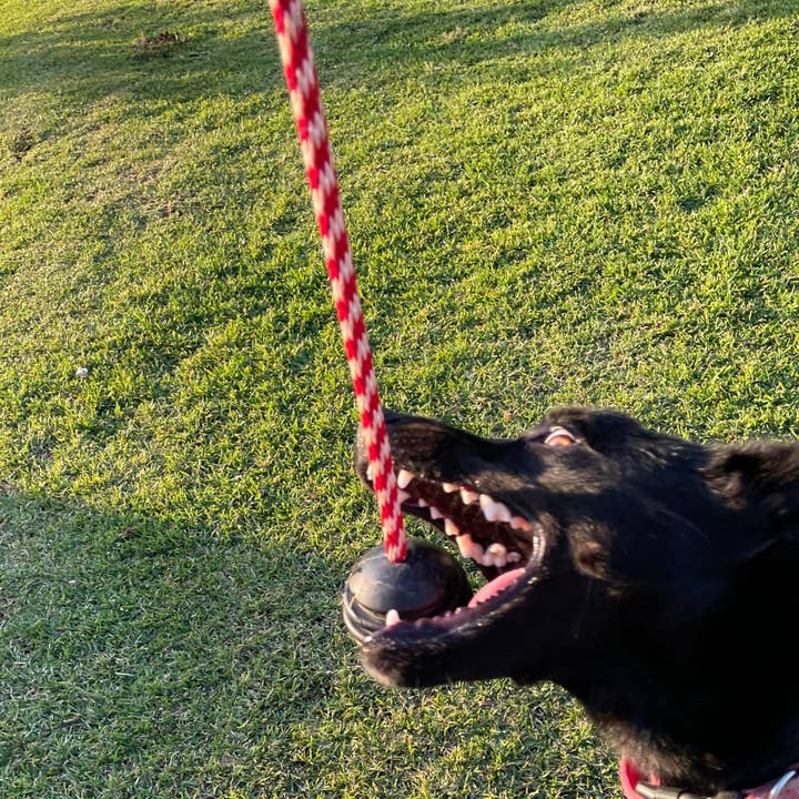 Rover Pet Products - Wholesale Pet chew toy – Dog - Magnum Stars & Stripes Ball Reward Toy4