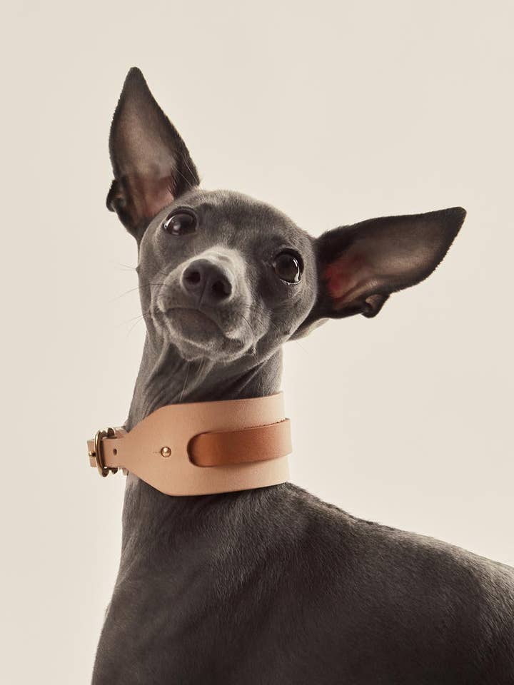 Pull dog · Camel for wholesale by INDÓMITO