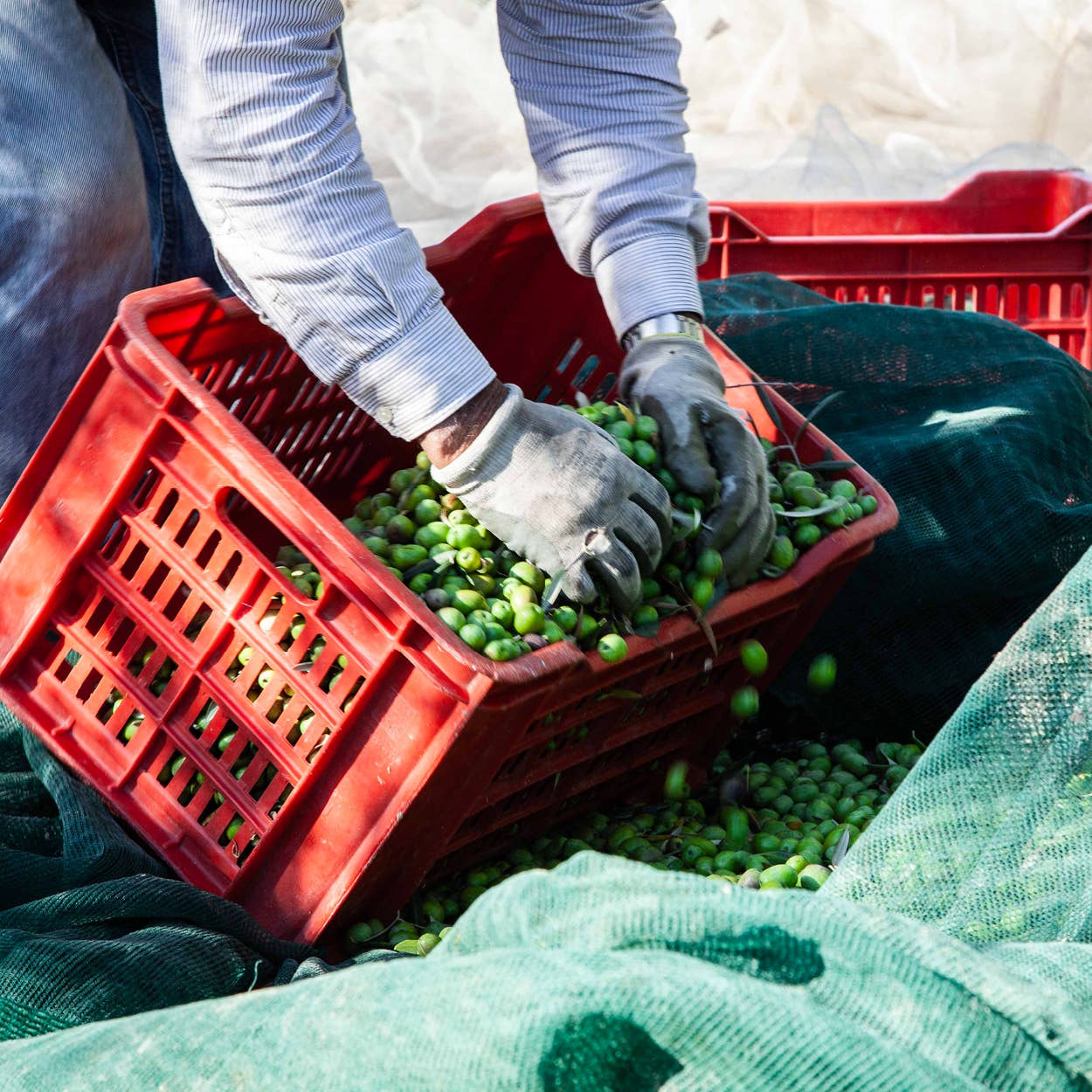 Oleificio Guccione - Wholesale Olive Oil - Zahara 500ml - Premium Extra Virgin Olive Oil - Gift Box4