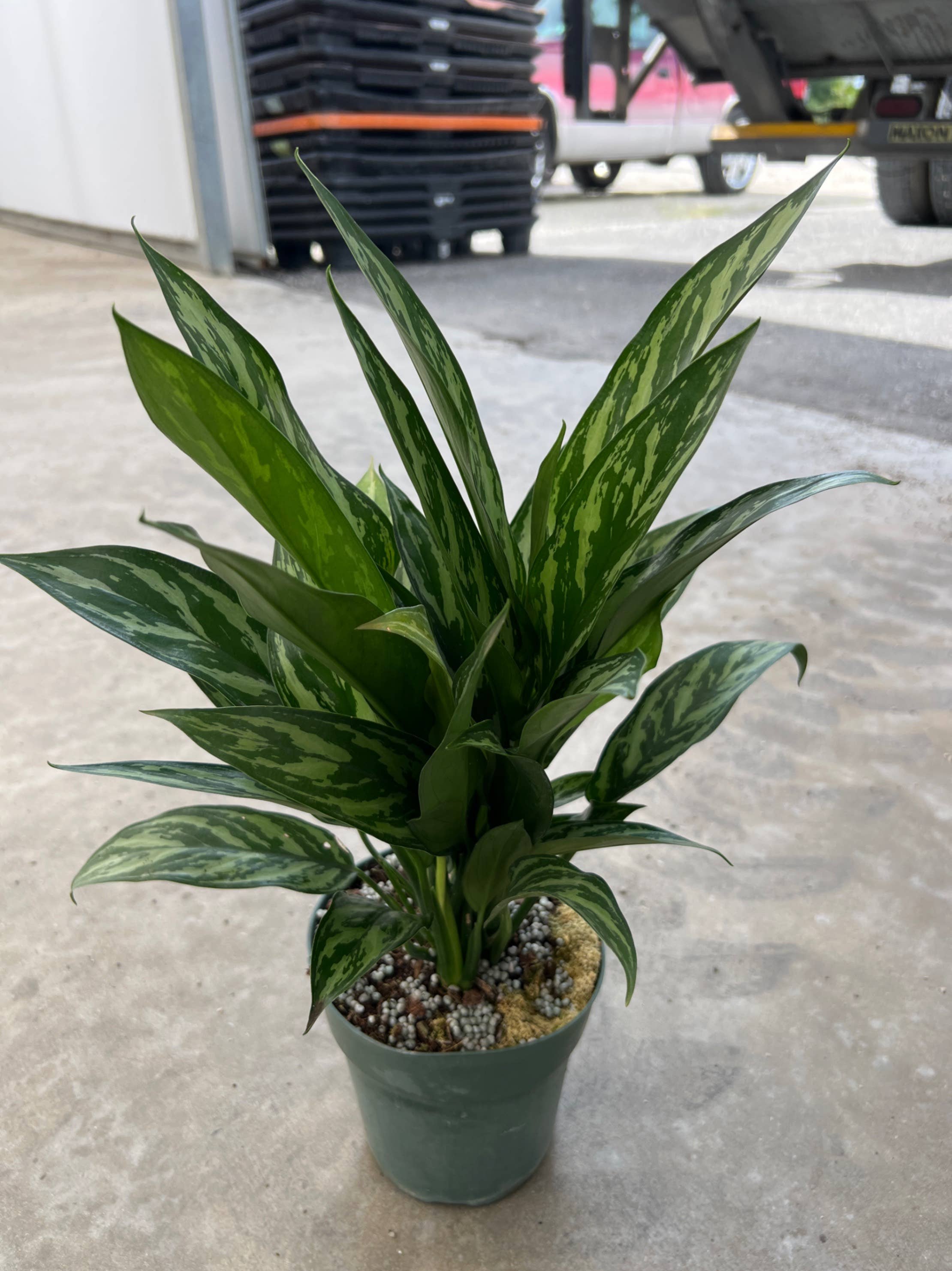 Triad Plants - Wholesale Live Plant - 6" Aglaonema Tigress0