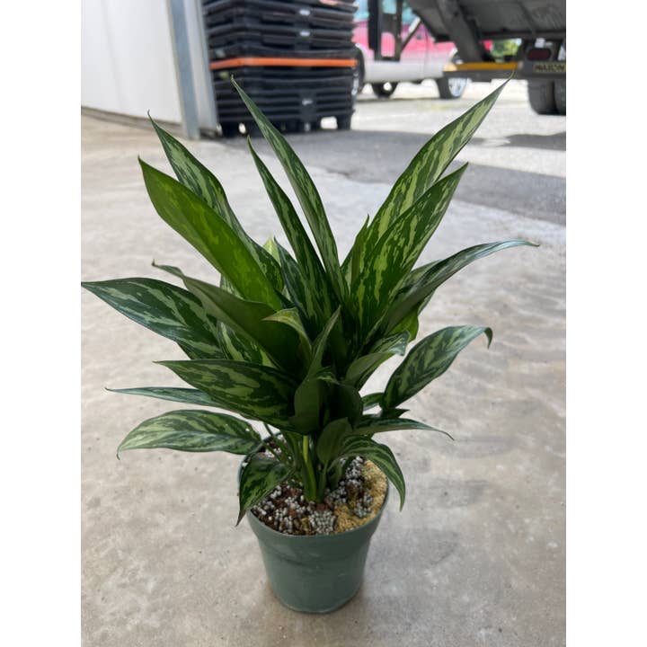 Triad Plants - Wholesale Live Plant - 6" Aglaonema Tigress