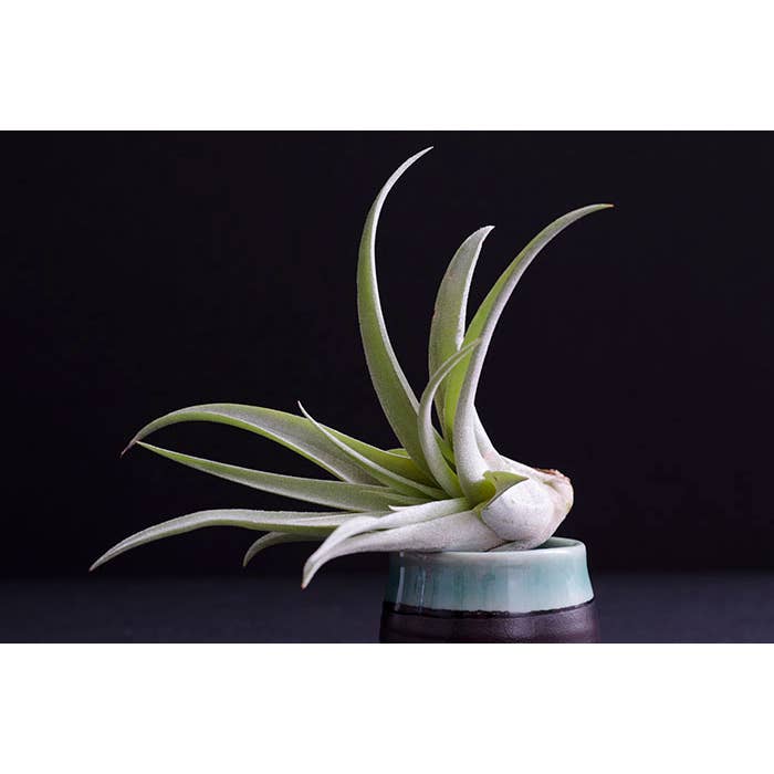 The Artizan Way - Wholesale Live Plant - Tillandsia Peach Capitata - Live Air Plant