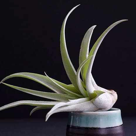 The Artizan Way - Wholesale Live Plant - Tillandsia Peach Capitata Bulk (12+ Plants) - Air Plant 2