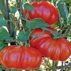 6 Red Rossa Sicilian Tomato Plants (2.5" Pots) for wholesale by Steep Hill Garden