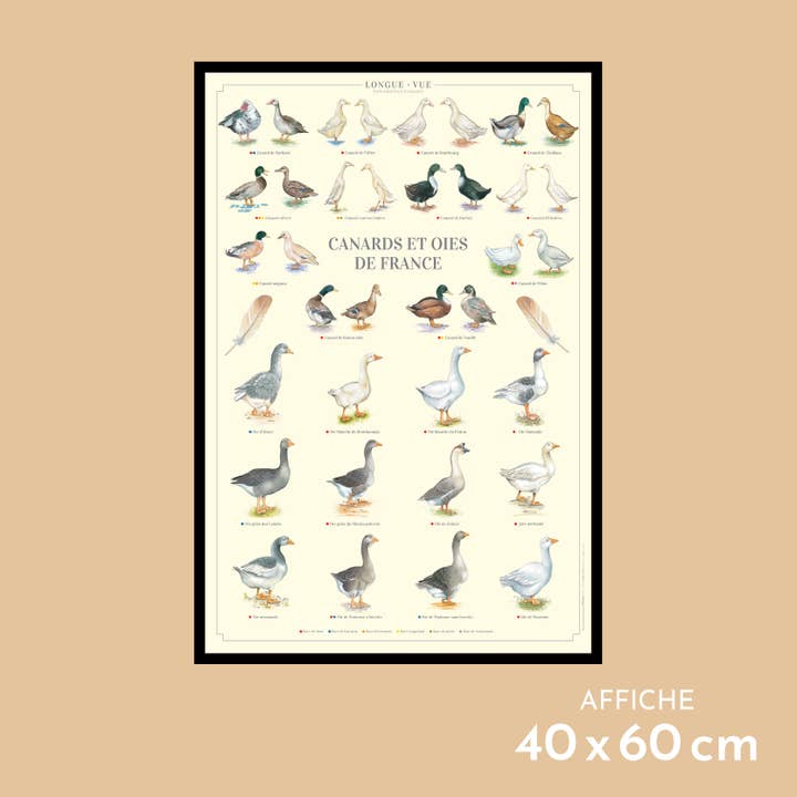 French ducks and geese - Poster for wholesale by Longue-vue