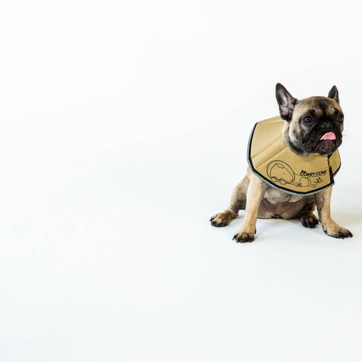 All Four Paws - Wholesale Pet Collar - Cat/Dog - S-The Original Comfy Cone
